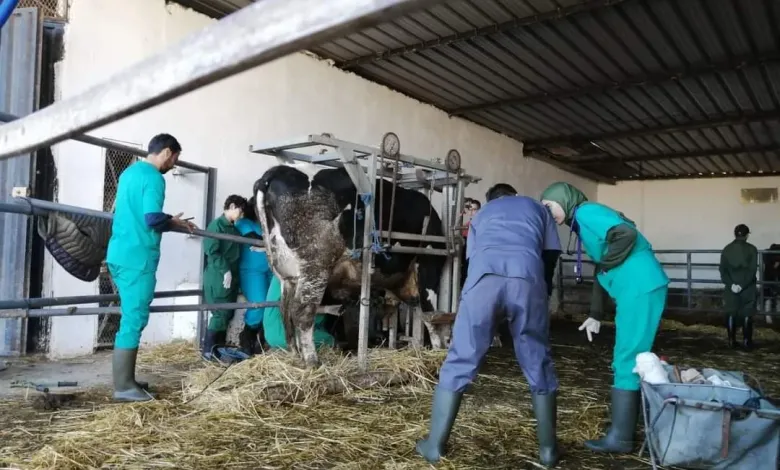 هيئة الأطباء البياطرة تدخل على خط أزمة معهد الحسن الثاني